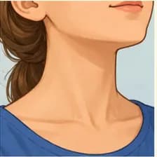 Hals — neck