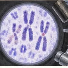 Chromosom — chromosome