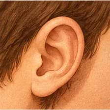 ear — ականջ
