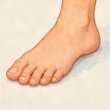 foot — Fuß