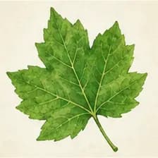 green — Grün