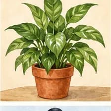 plant — گیاه