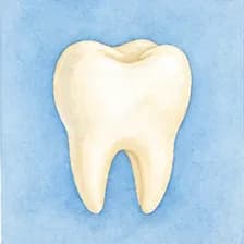 tooth — Zahn