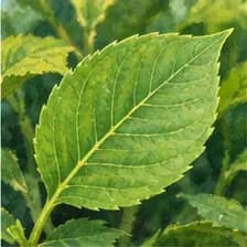 green — կանաչ
