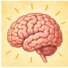 brain — Gehirn