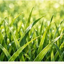 grass — խոտ