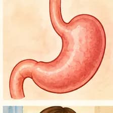 stomach — ստամոքս
