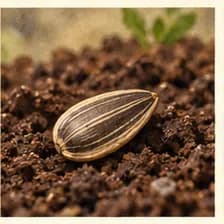 seed — սերմ