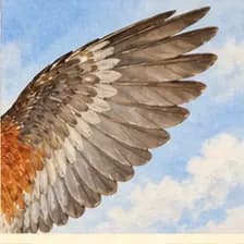 wing — Flügel