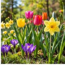 Frühling — بهار