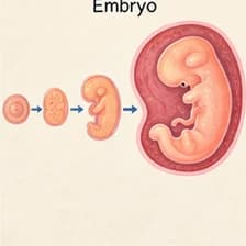 Embryo — رویان؛ جنین