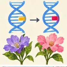 Mutation — mutation