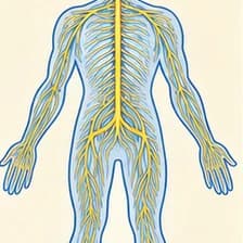 Nervensystem — دستگاه عصبی